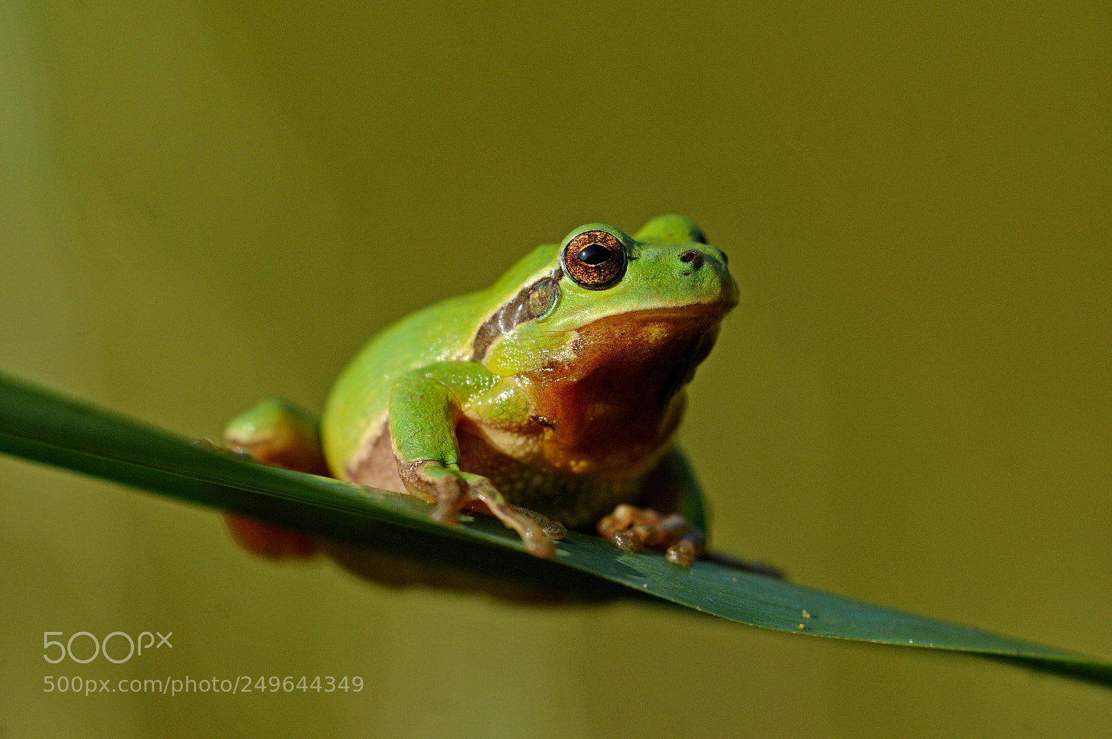 Nikon D300 sample photo. European tree frog photography