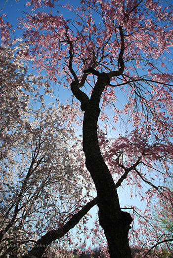 Nikon D60 sample photo. Td photography