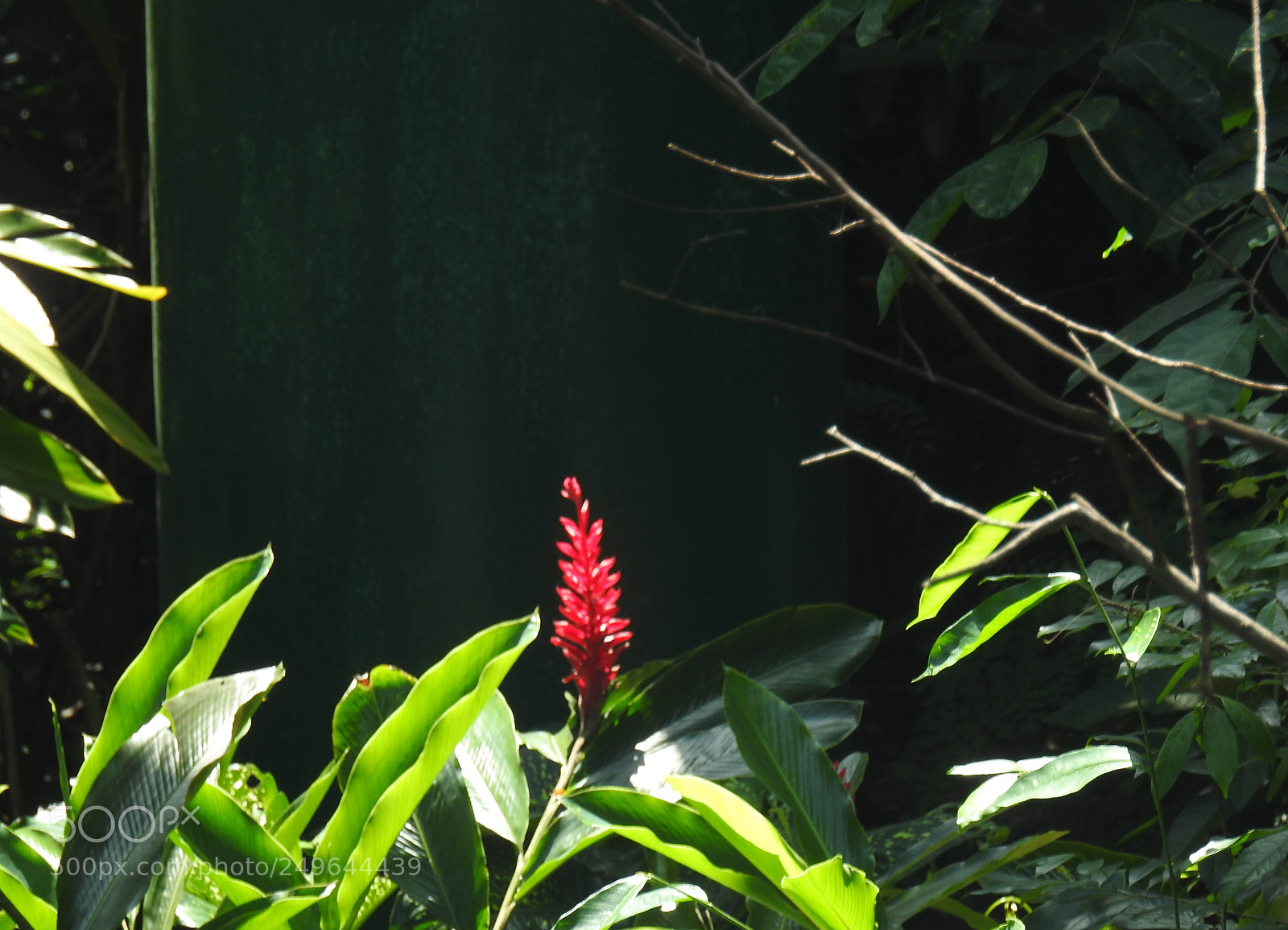 Nikon Coolpix P900 sample photo. Red flower photography