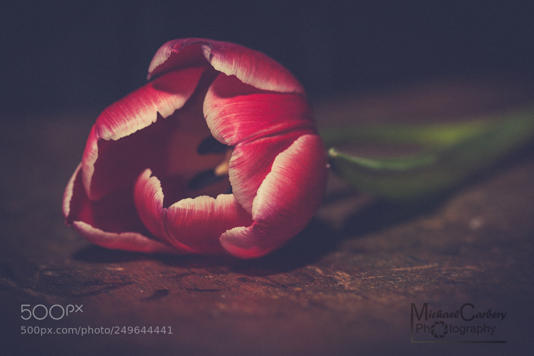 Canon EOS 5D sample photo. Fallen flower photography