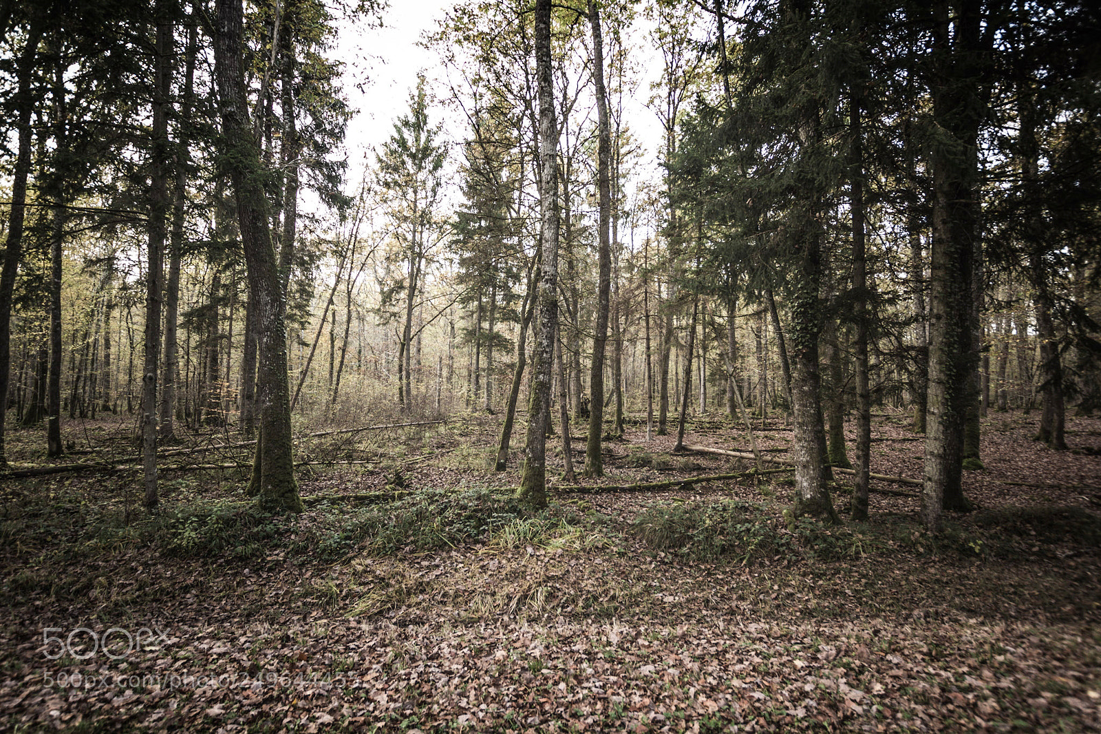 Canon EOS 60D sample photo. Fra cheur en for photography