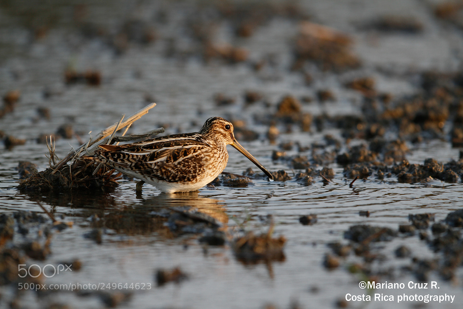 Canon EOS 7D sample photo. Common snipe photography