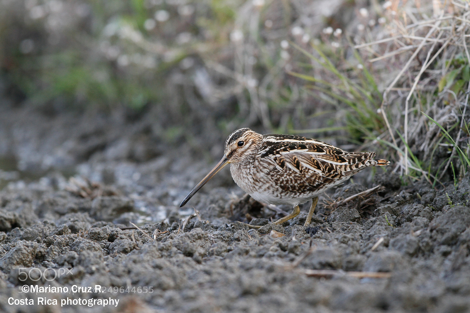 Canon EOS 7D sample photo. Common snipe photography