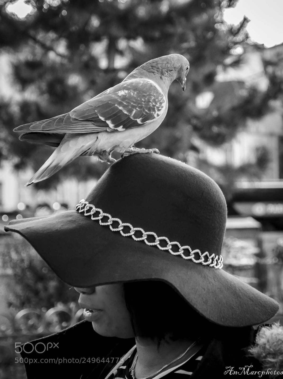 Nikon D7000 sample photo. Pigeon parisien () photography