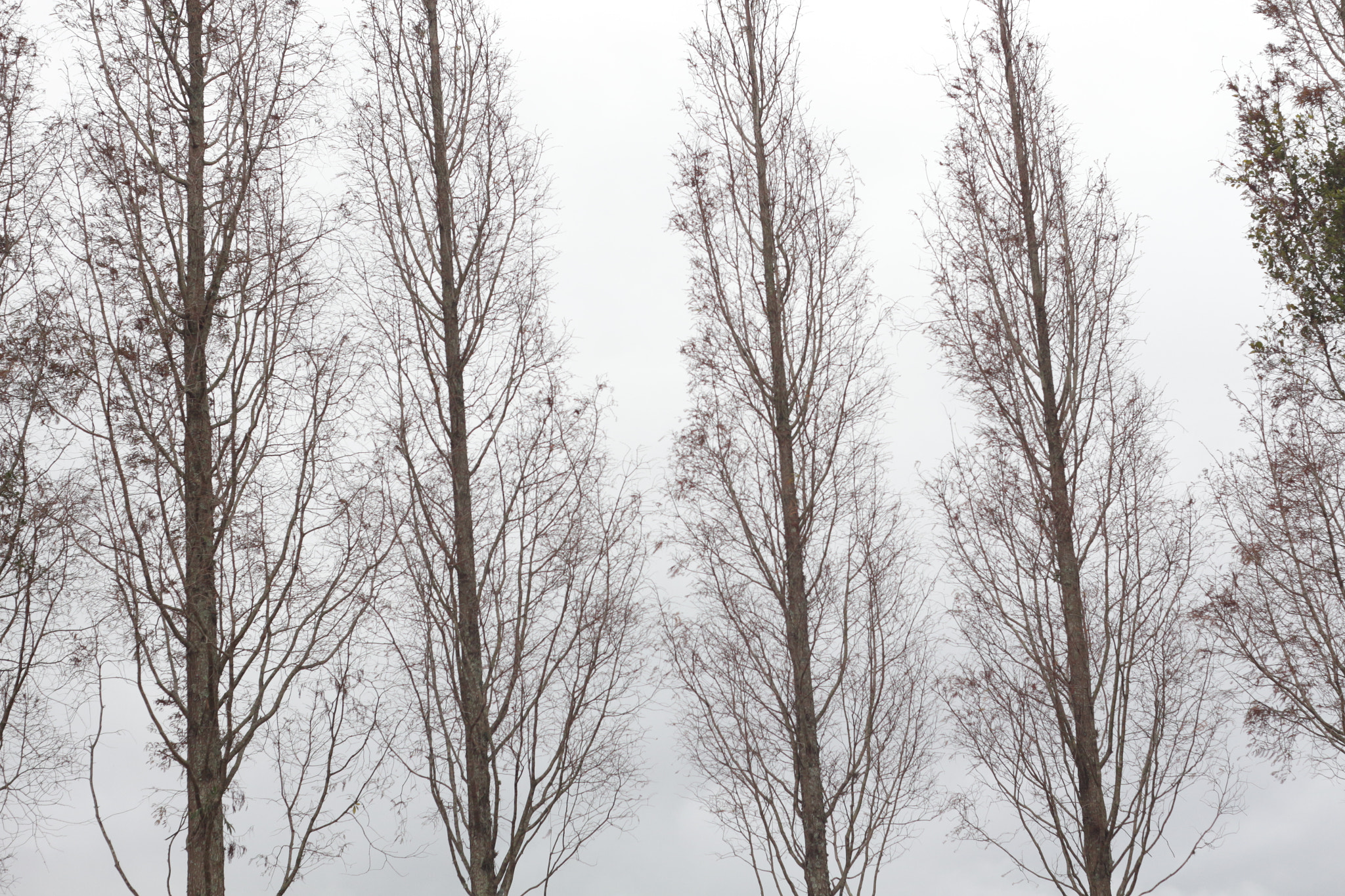 Canon EF 50mm f/1.8 sample photo. Winter photography