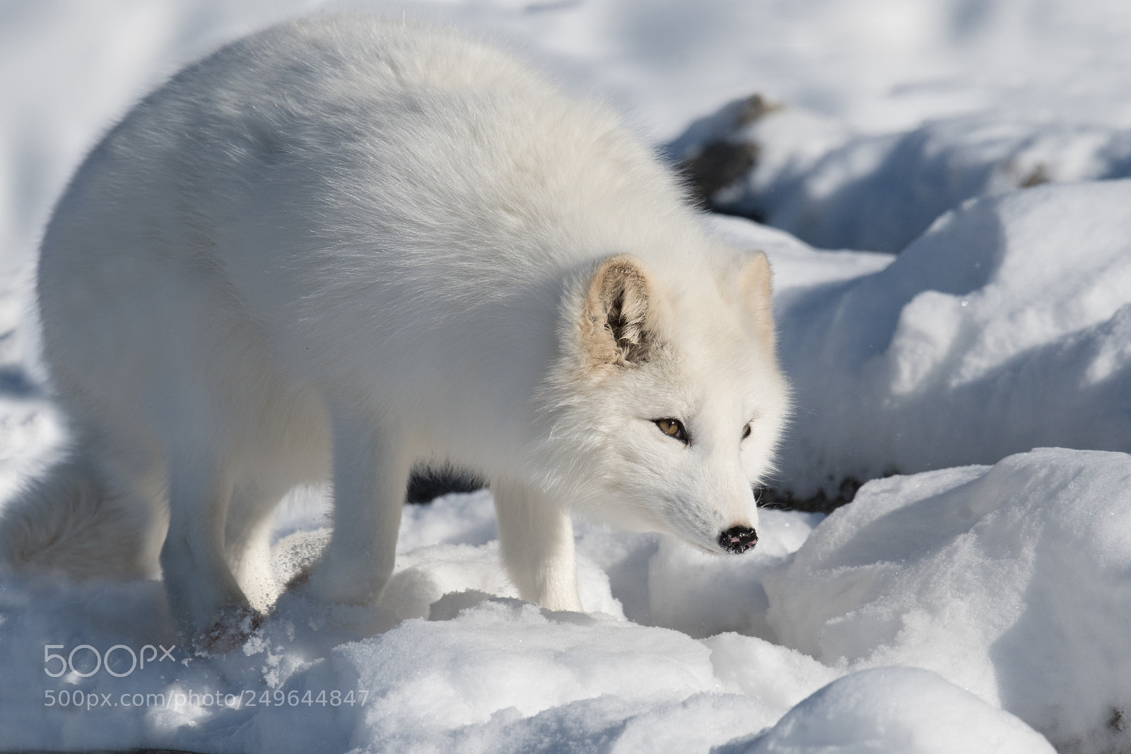 Nikon D500 sample photo. Renard artique / artic fox photography