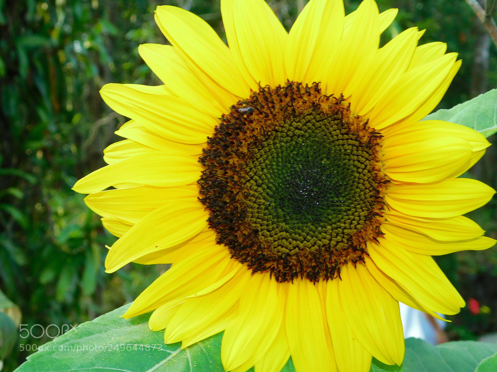 Nikon Coolpix B500 sample photo. Recompose photography