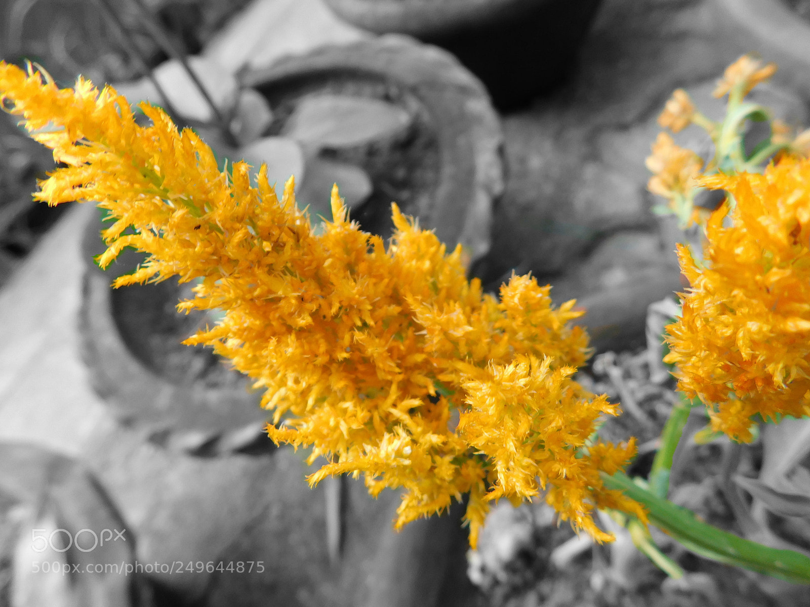 Nikon Coolpix B500 sample photo. Yello & bw photography