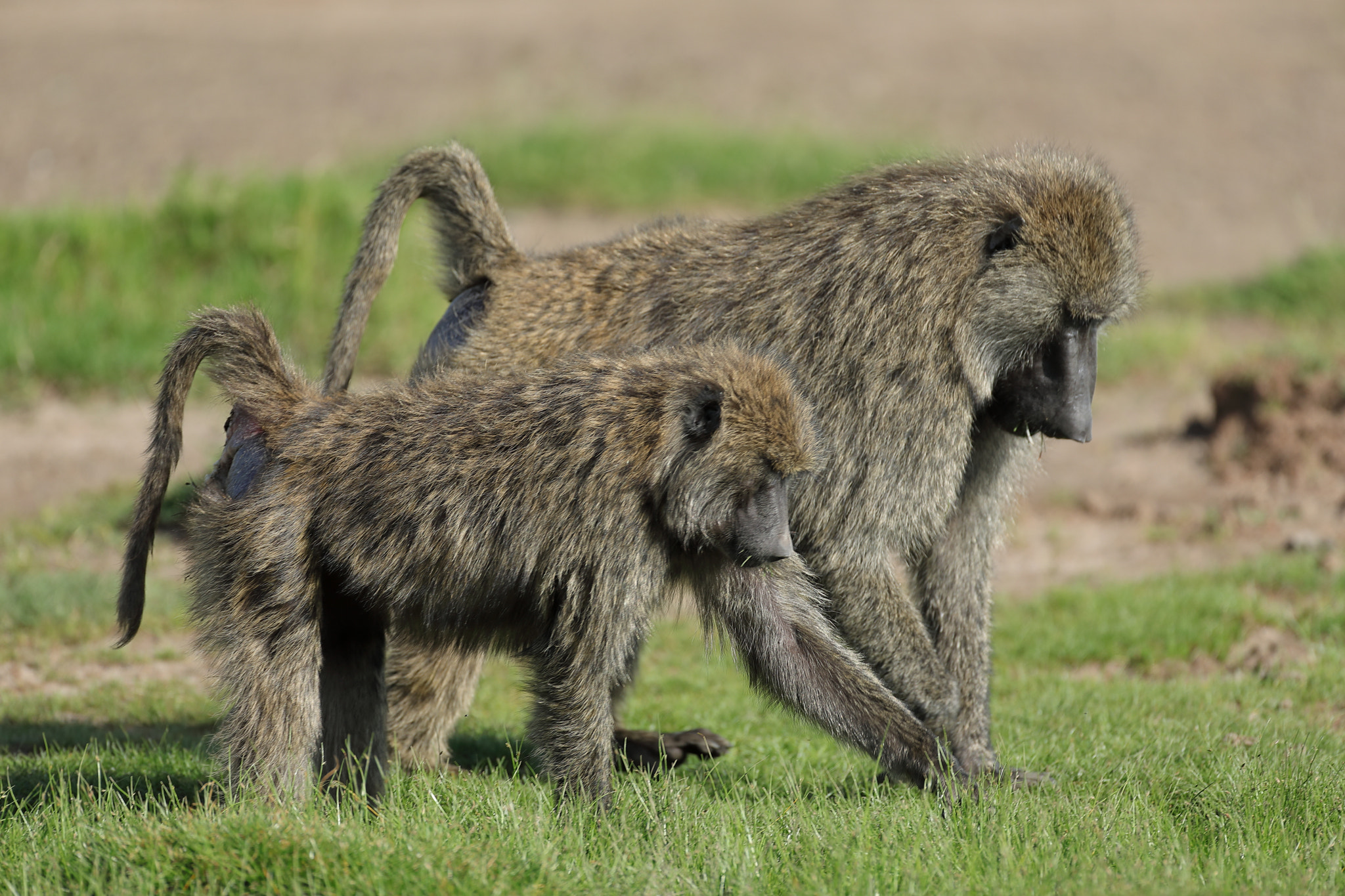 Canon EOS 5D Mark IV + Canon EF 500mm F4L IS USM sample photo. Baboons photography