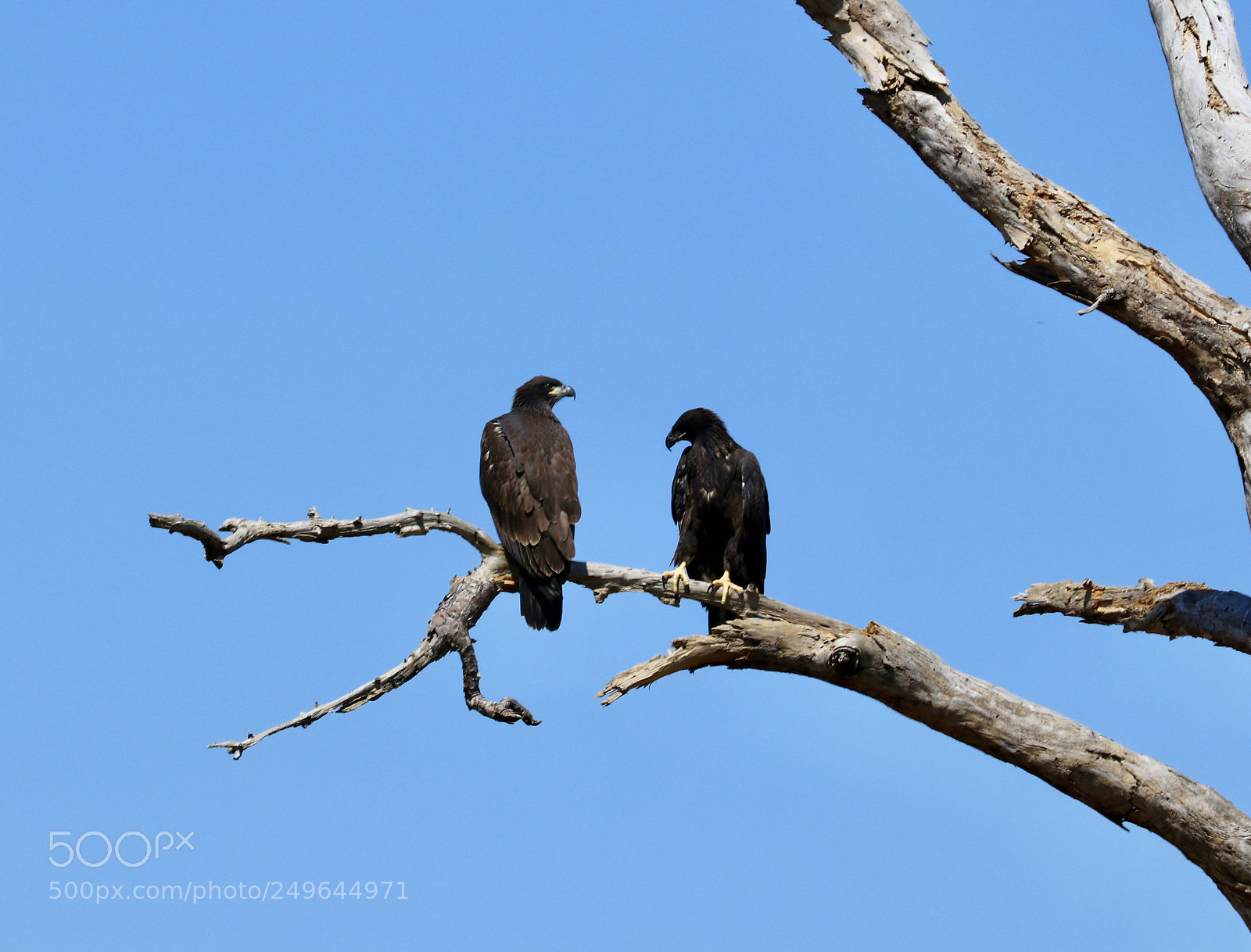 Canon EOS 80D sample photo. 2 bald eagle babies photography
