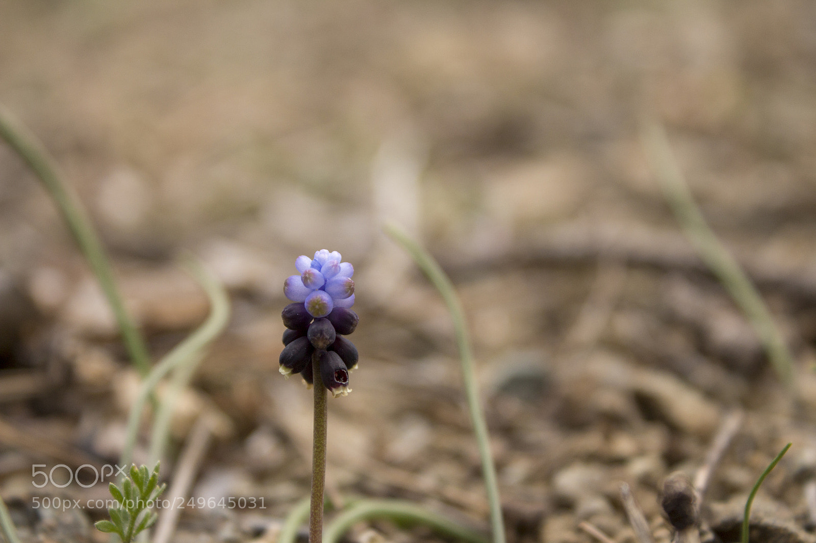 Canon EOS 650D (EOS Rebel T4i / EOS Kiss X6i) sample photo. Flower photography