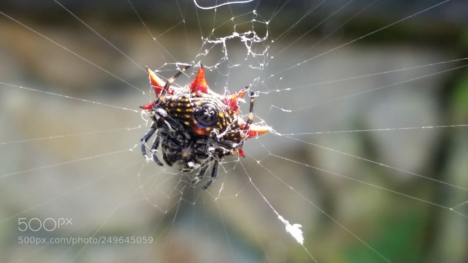 Samsung Galaxy S5 sample photo. Spider photography