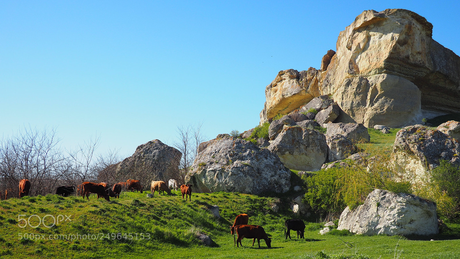 Olympus OM-D E-M10 sample photo. Cows photography