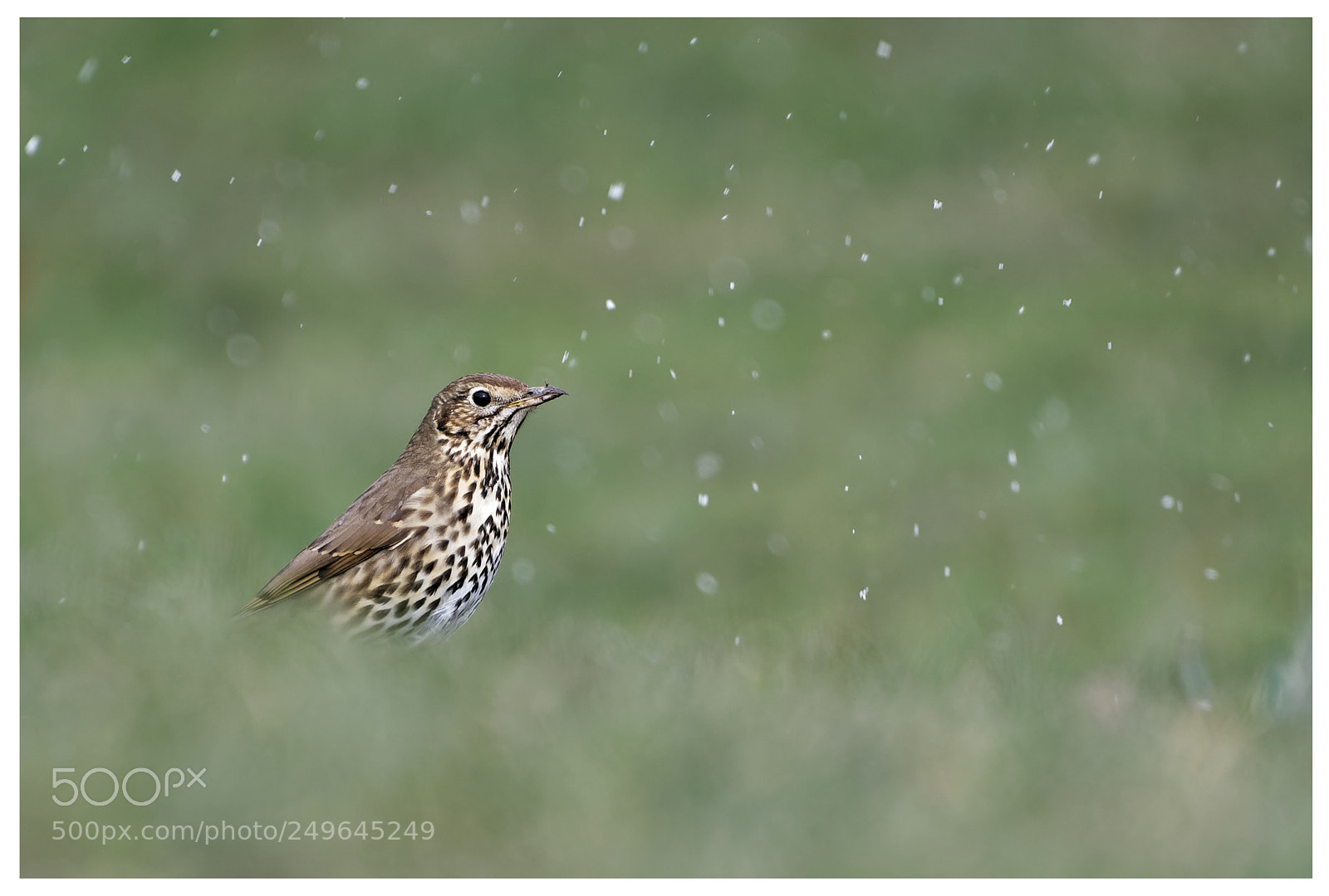 Nikon D500 sample photo. Snowy day song thrush photography