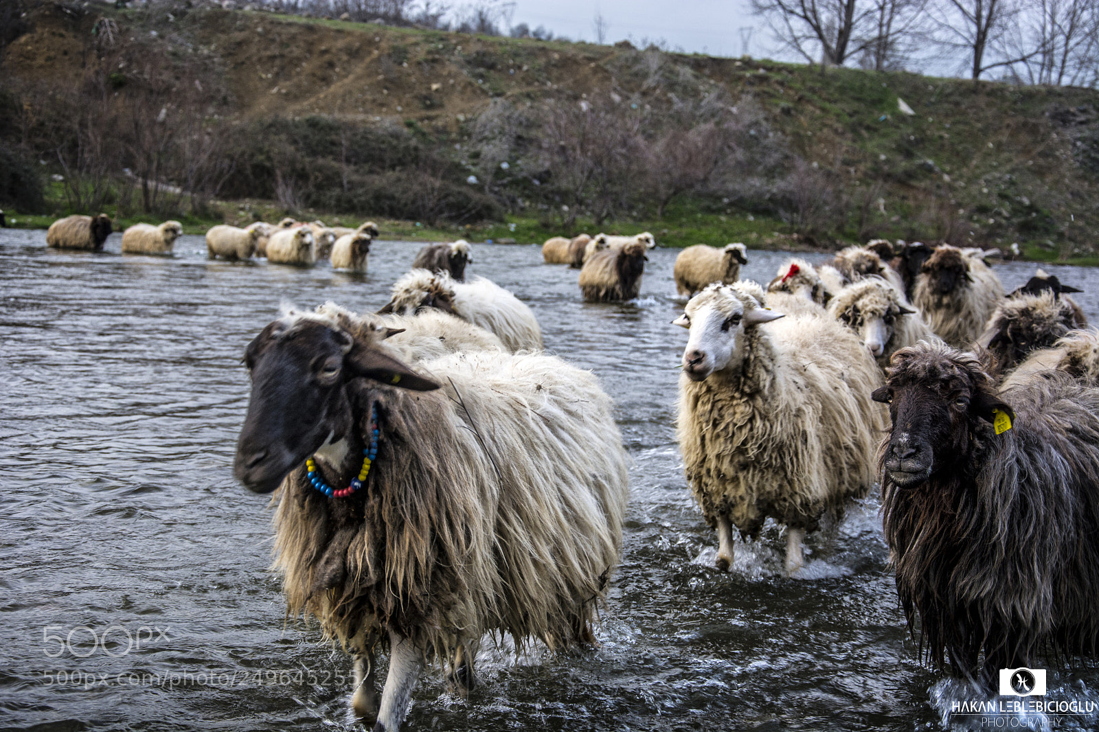 Nikon D7100 sample photo. Sheeps photography