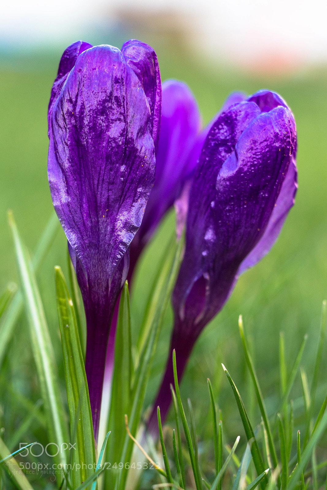Canon EOS 650D (EOS Rebel T4i / EOS Kiss X6i) sample photo. Brand new bloom photography