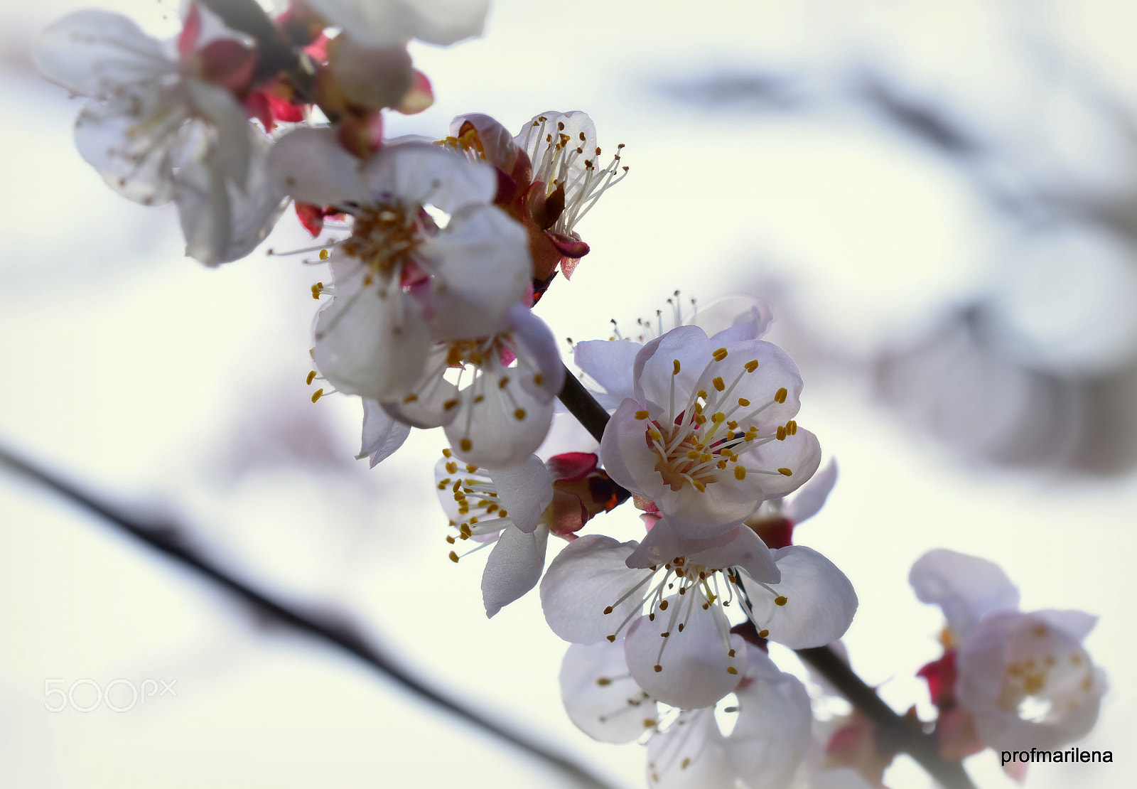 Nikon D810 sample photo. A romantic apricot tree photography