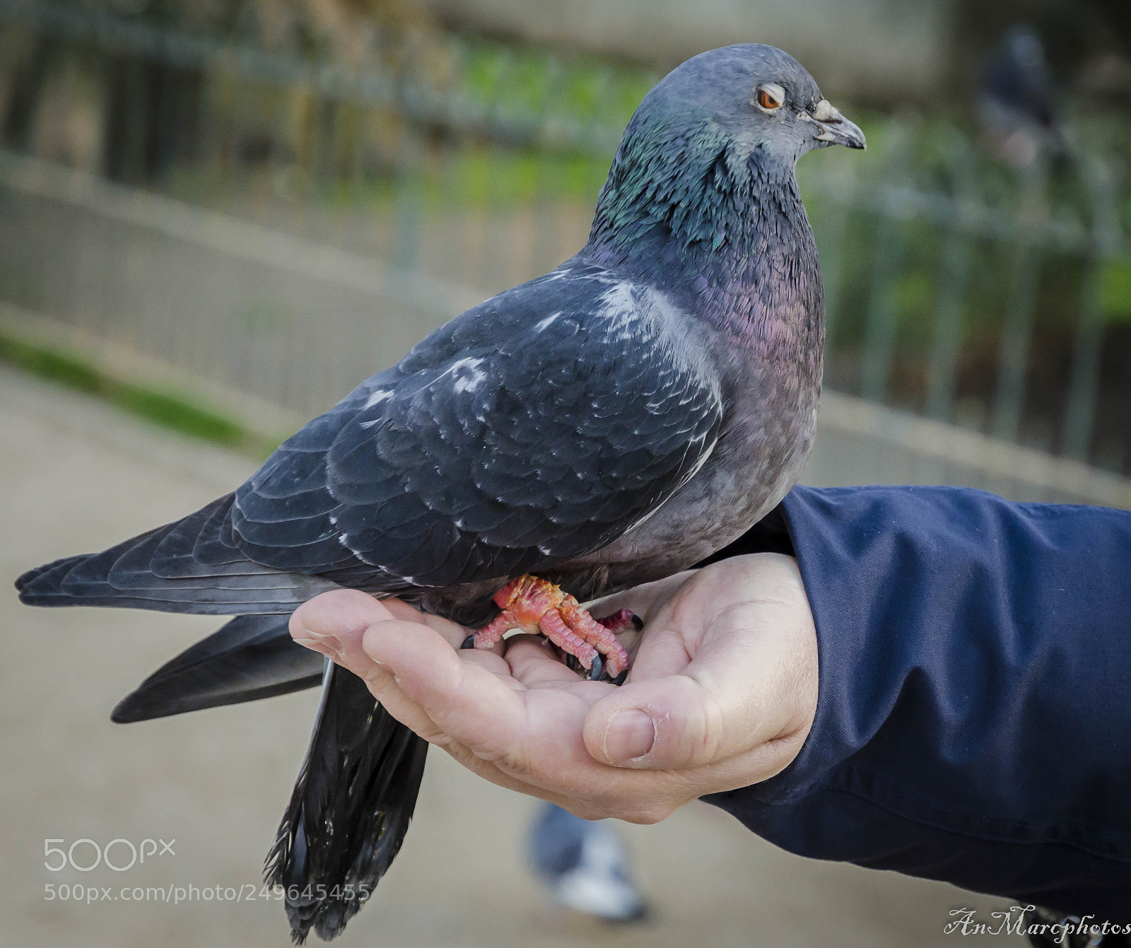 Nikon D7000 sample photo. Pigeon parisien () photography