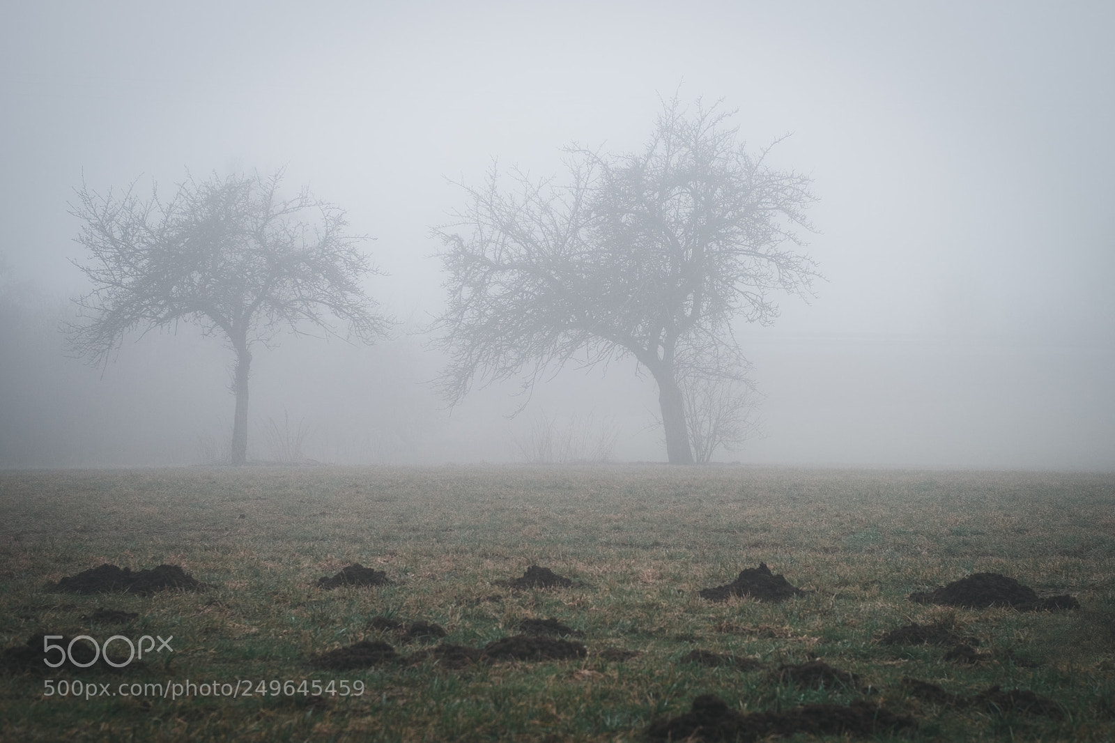 Fujifilm X-E2 sample photo. Trees in the fog photography