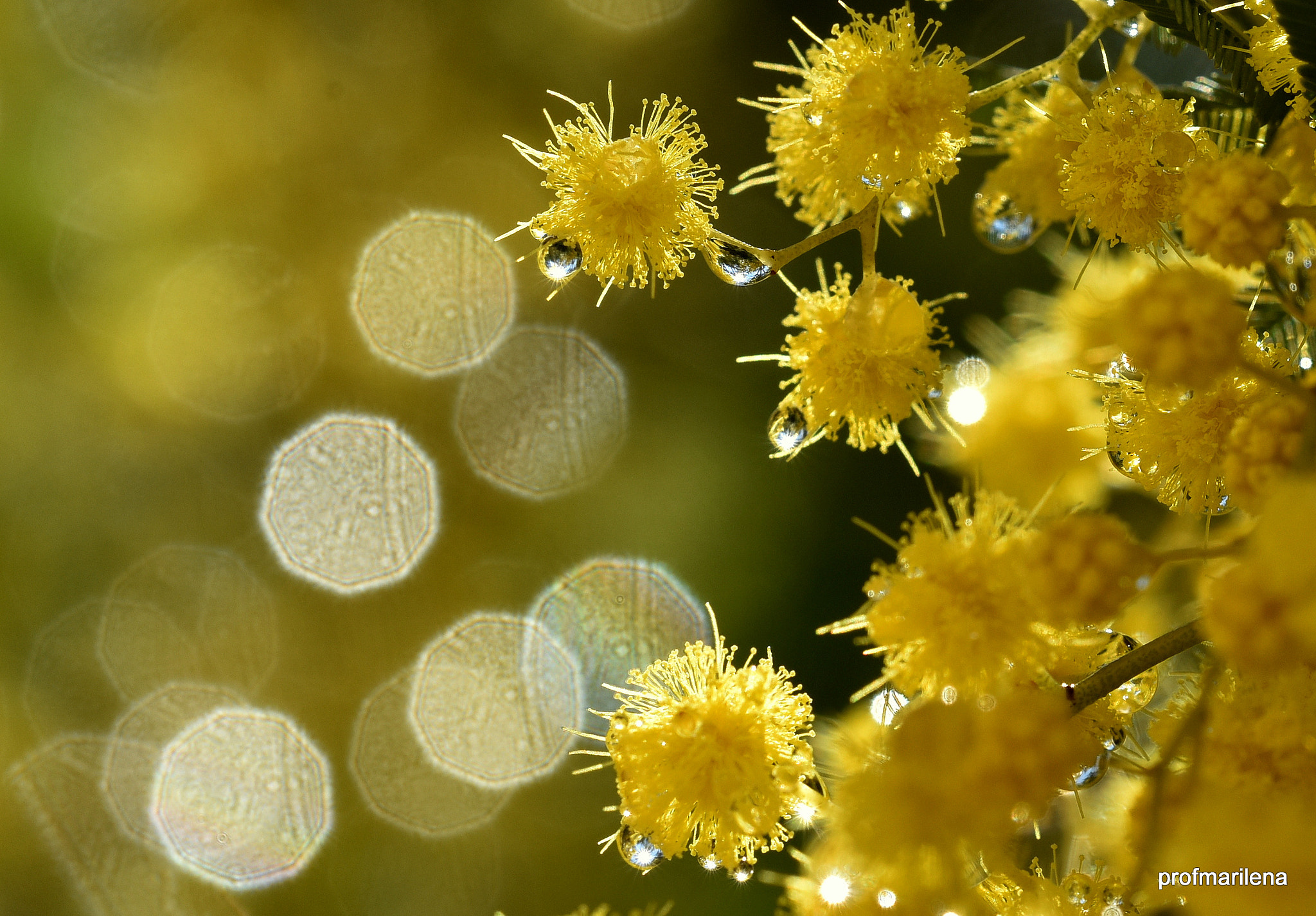 Nikon D810 + Sigma 150mm F2.8 EX DG OS Macro HSM sample photo. Gold and droplets photography