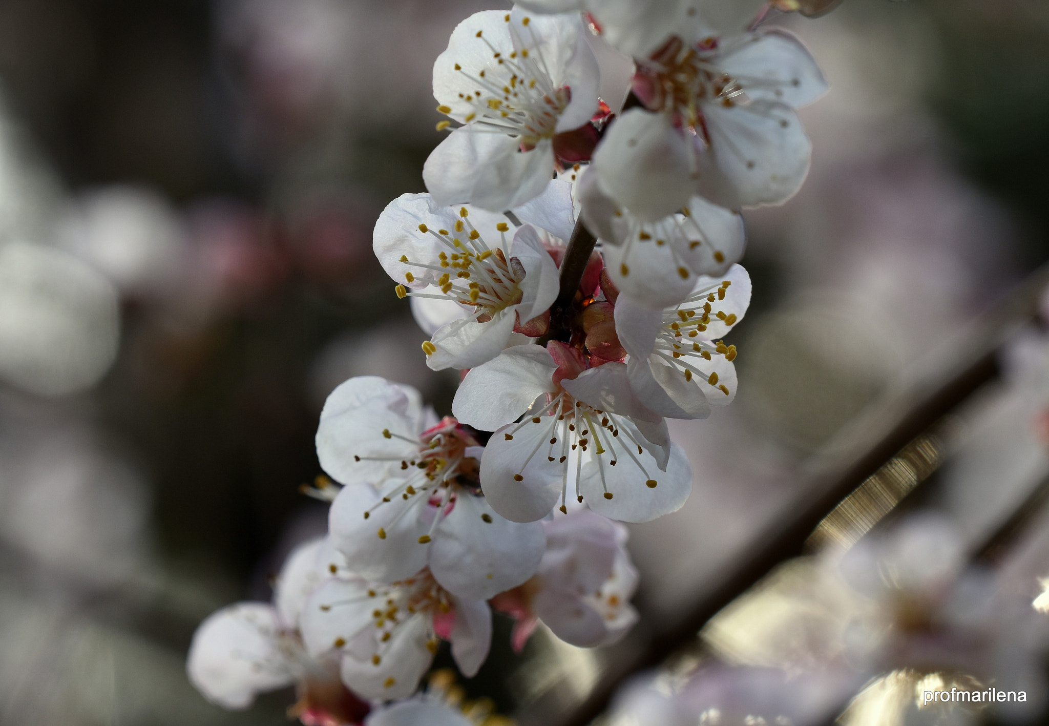 Sigma 150mm F2.8 EX DG OS Macro HSM sample photo. Dreamy pink, thinkpink photography