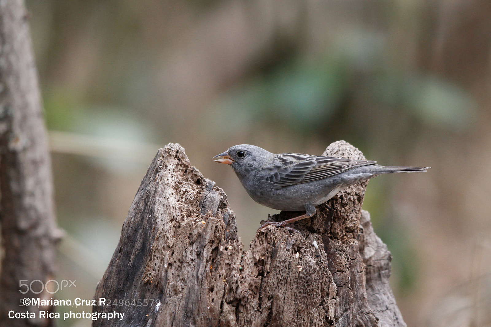 Canon EOS 7D sample photo. Grey bunting photography