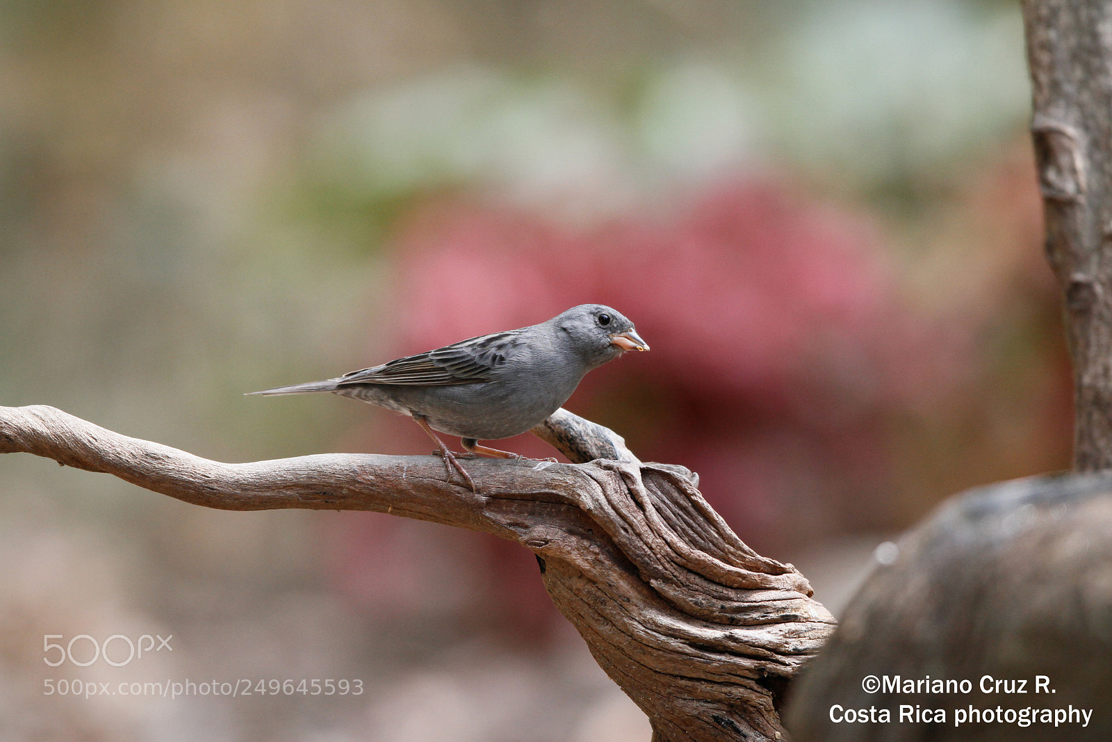 Canon EOS 7D sample photo. Grey bunting photography