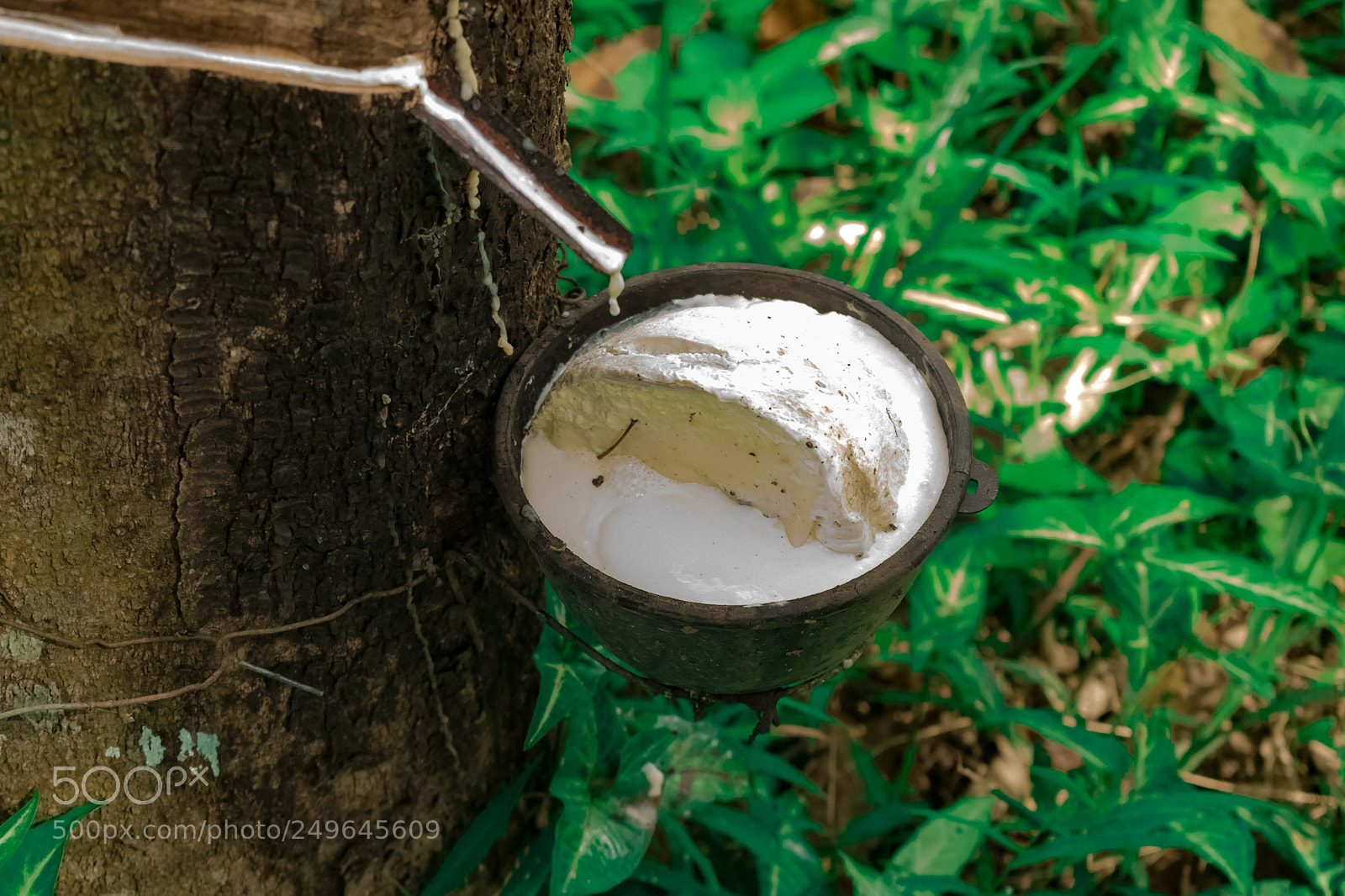 Nikon D3300 sample photo. Rubber plantation photography