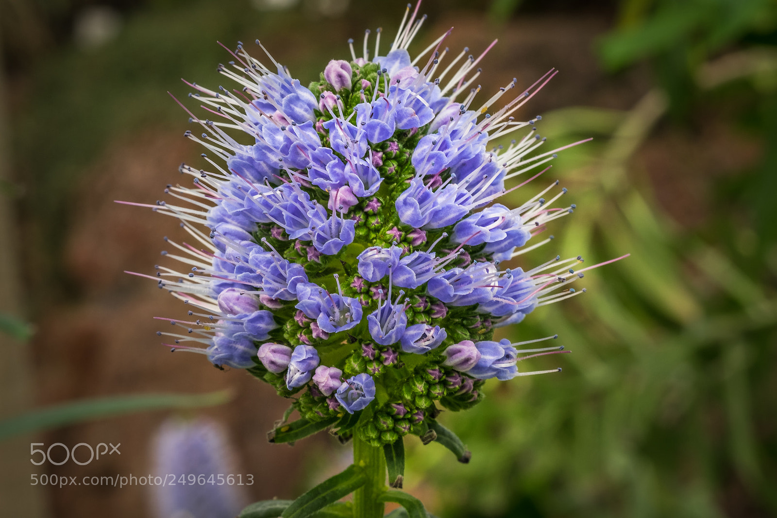 Fujifilm X-T1 sample photo. Madeira natternkopf (echium candicans) photography
