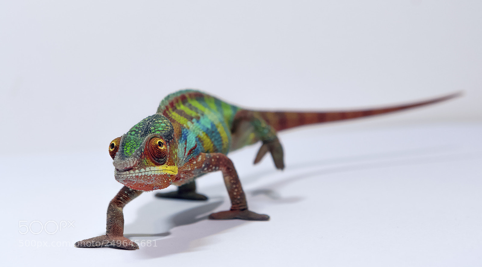 Nikon D500 sample photo. I am rango! photography