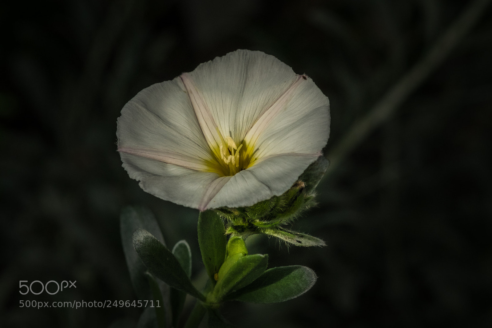 Fujifilm X-T1 sample photo. Silberwinde (convolvulus cneorum) photography