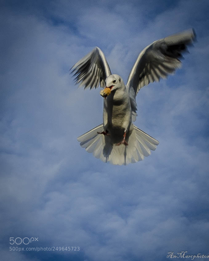 Nikon D7000 sample photo. Mouettes seagulls () photography