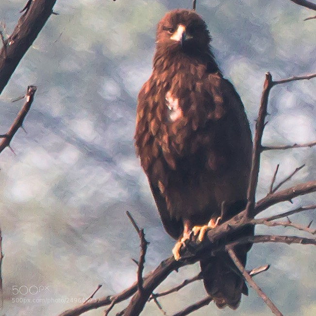 Canon EOS 70D sample photo. Eagle eye photography