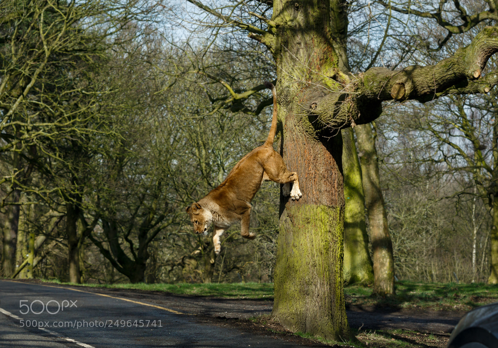 Canon EOS 650D (EOS Rebel T4i / EOS Kiss X6i) sample photo. Not lion around (76/365) photography