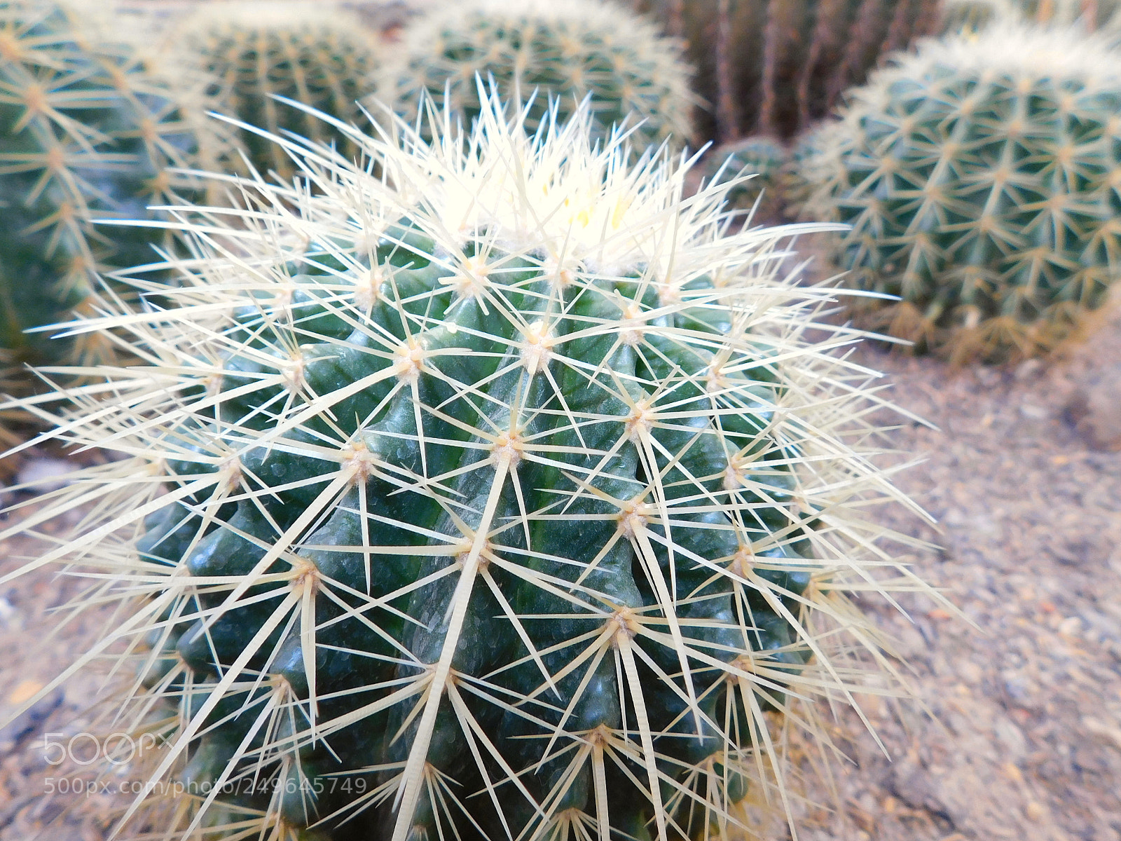 Nikon Coolpix B500 sample photo. Cactus photography