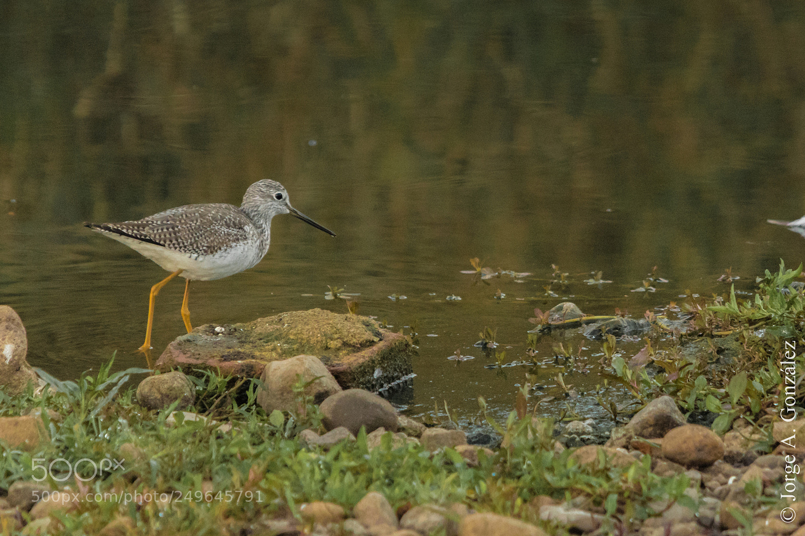 Canon EOS 7D Mark II sample photo. Yellow legs photography