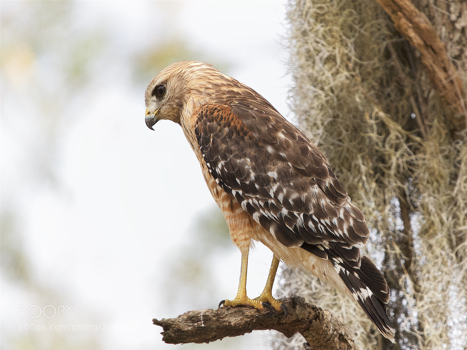 Canon EOS 7D sample photo. Red-shoulder hawk photography