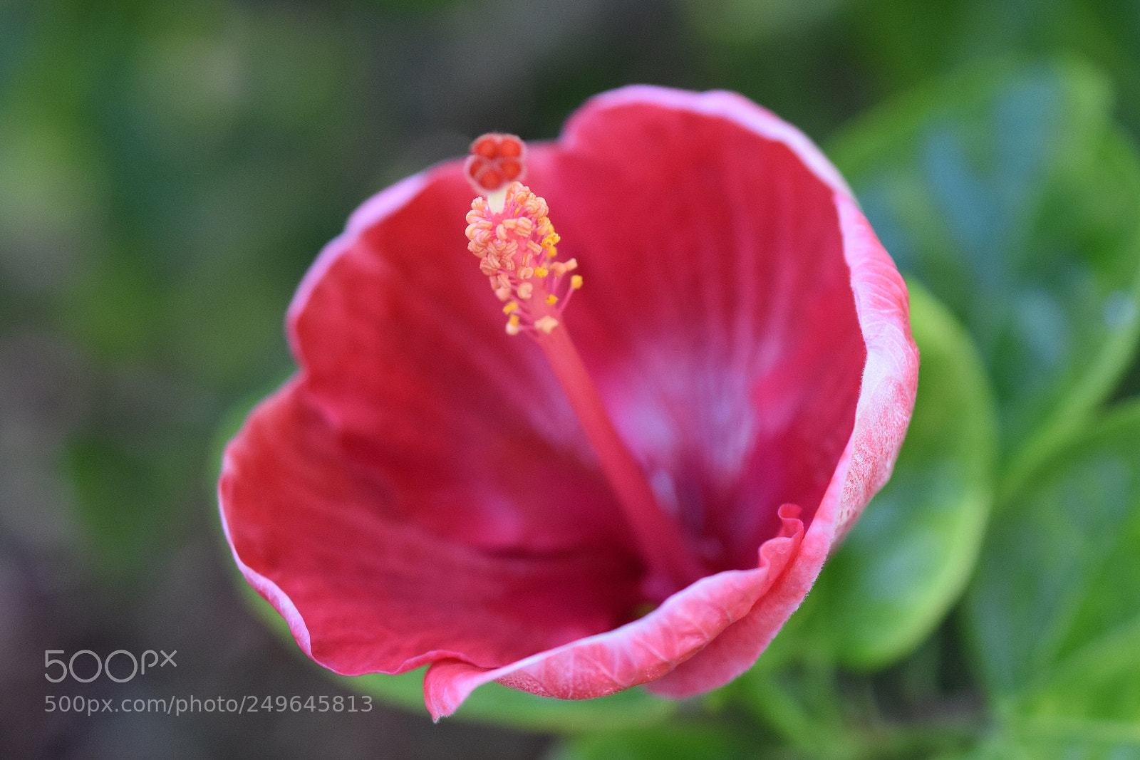 Nikon D3400 sample photo. Floral radar photography