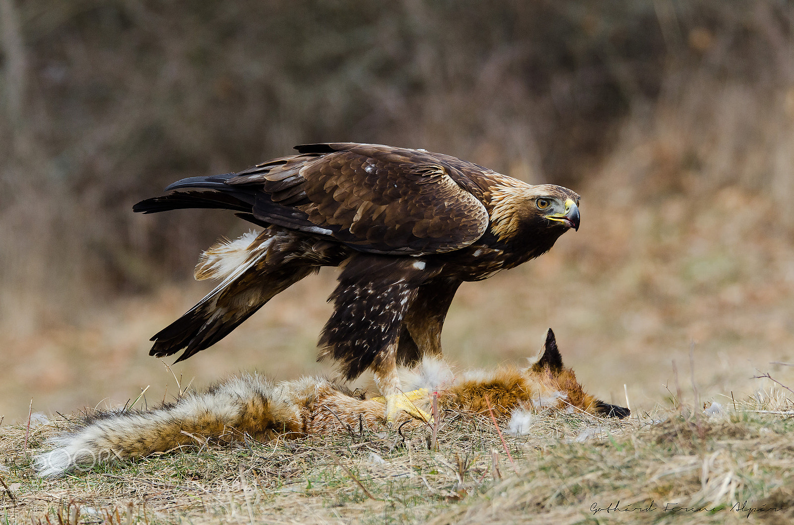 Nikon D7000 sample photo. Golden eagle (aquila chrysaetos) photography