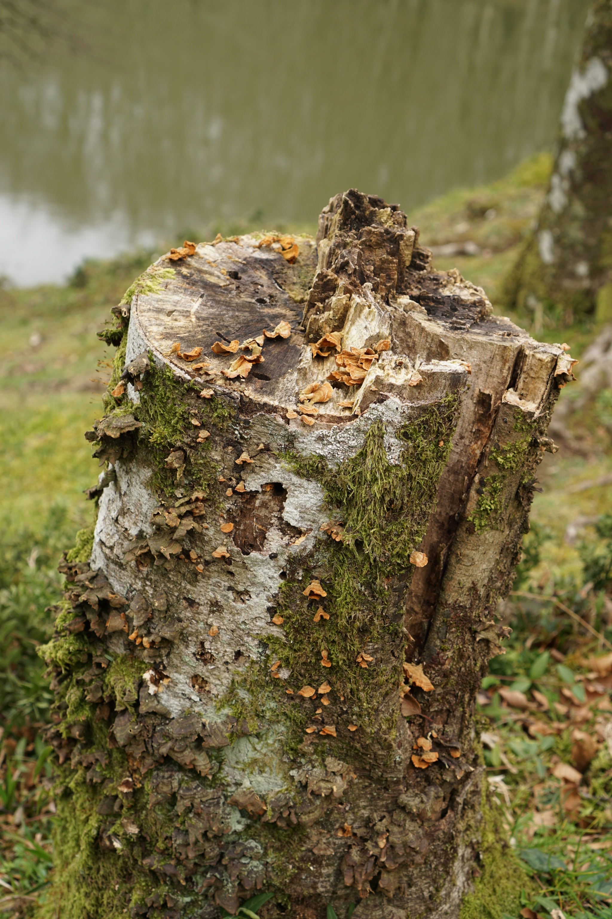 Sony a6000 + Sony E 35mm F1.8 OSS sample photo. Mushrooms photography