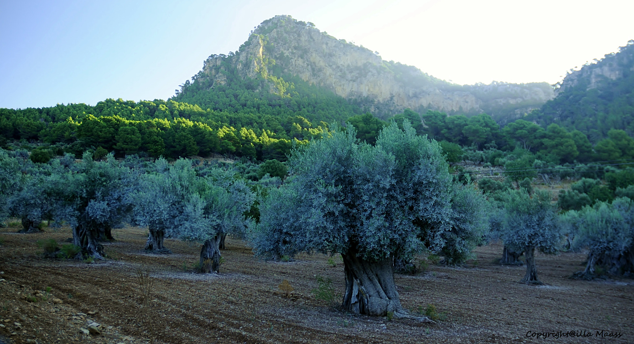 Nikon D300 sample photo. Olivenbäume in mallorca photography