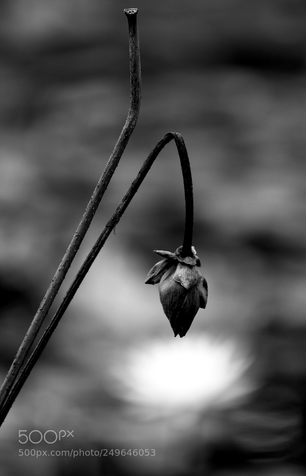 Canon EOS 70D sample photo. Water lily in black photography