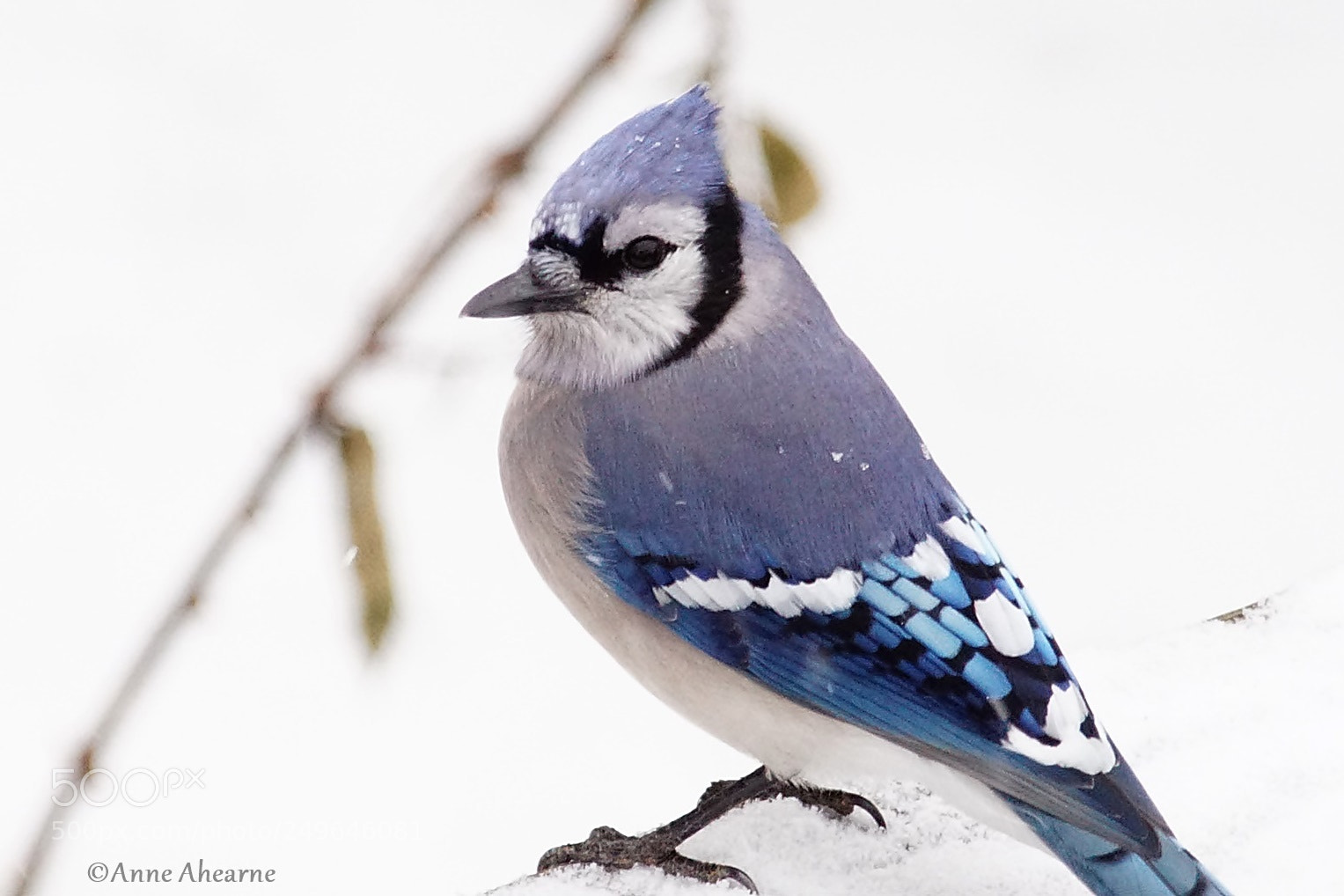 Sony ILCA-77M2 sample photo. Blue jay photography