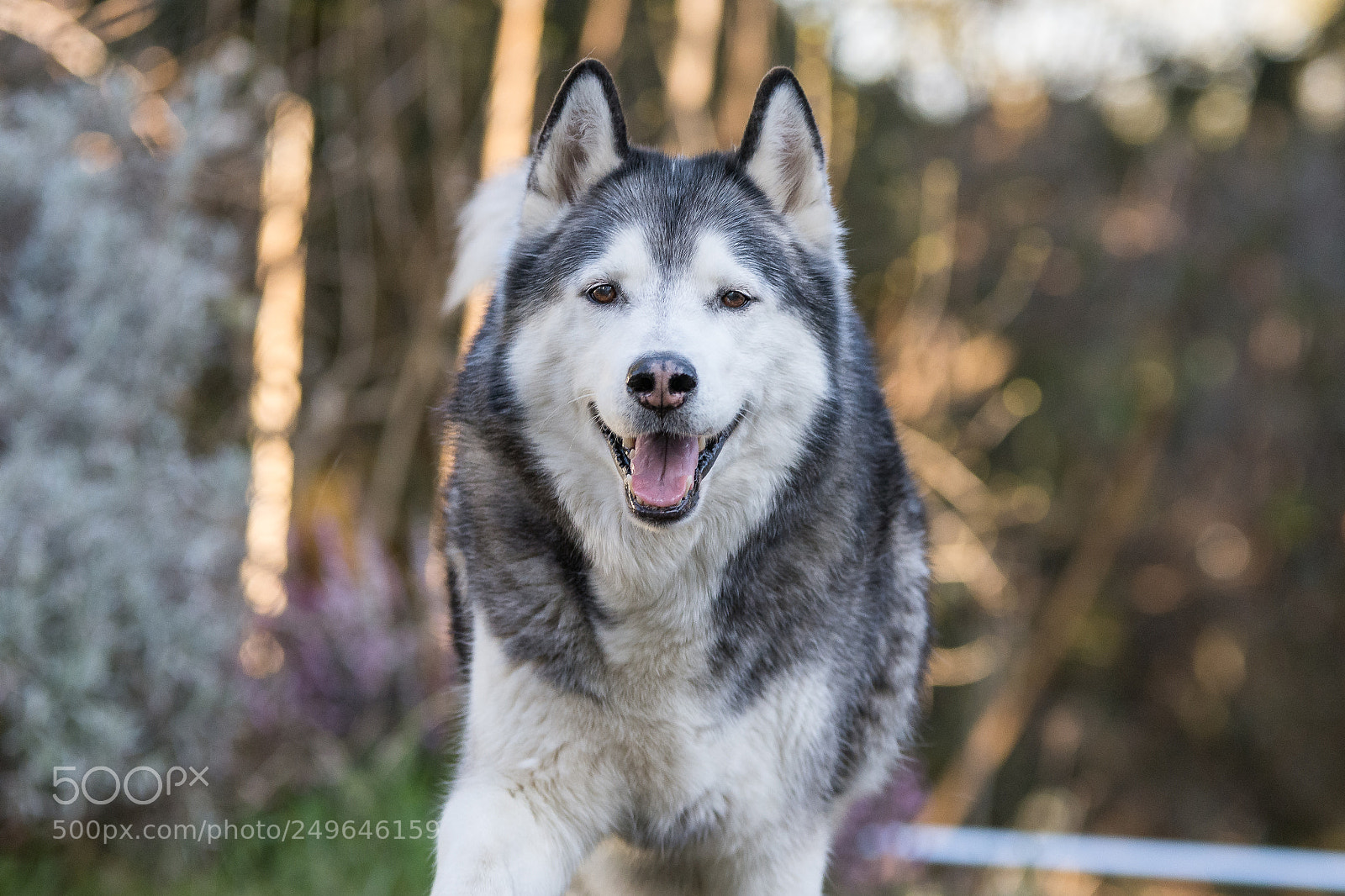 Nikon D7200 sample photo. Achilles photography