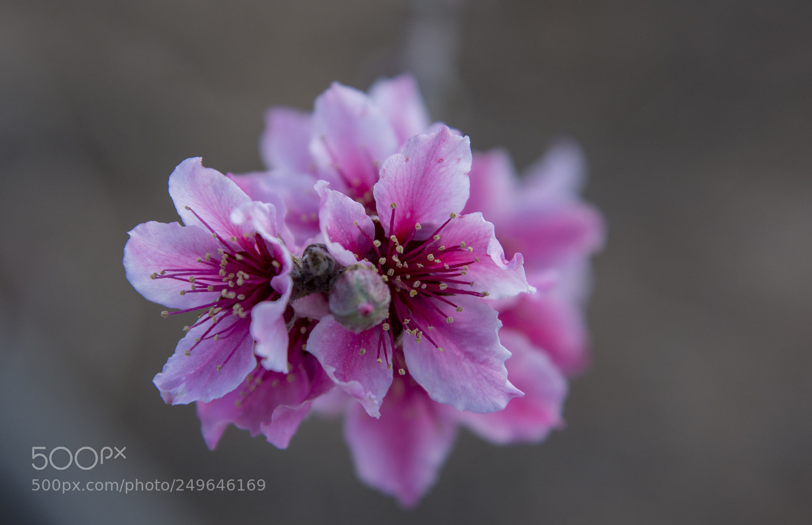 Nikon D7200 sample photo. Pink on gray photography