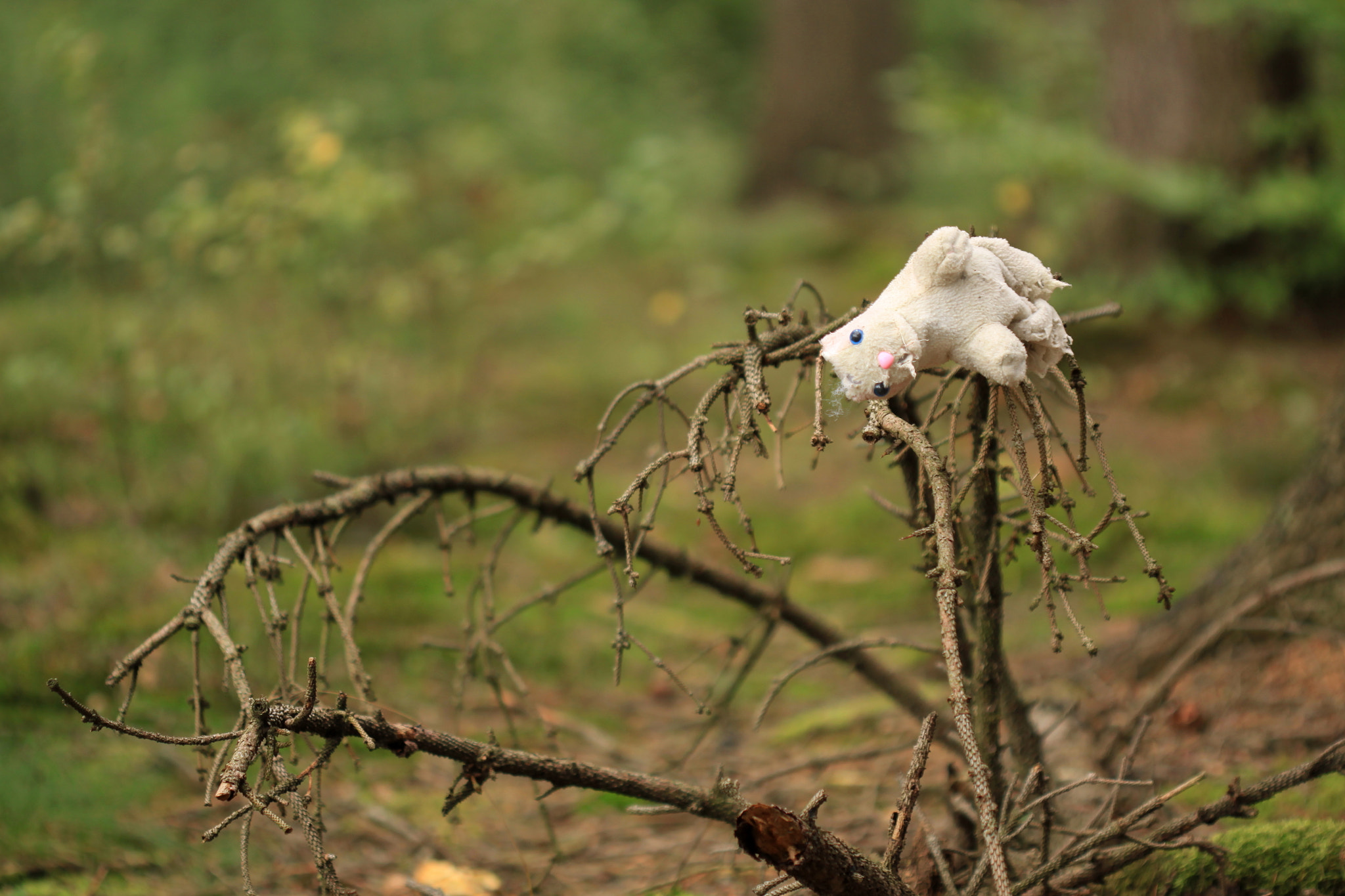 Canon EF 100mm F2.8 Macro USM sample photo. Abandoned teddy bear photography