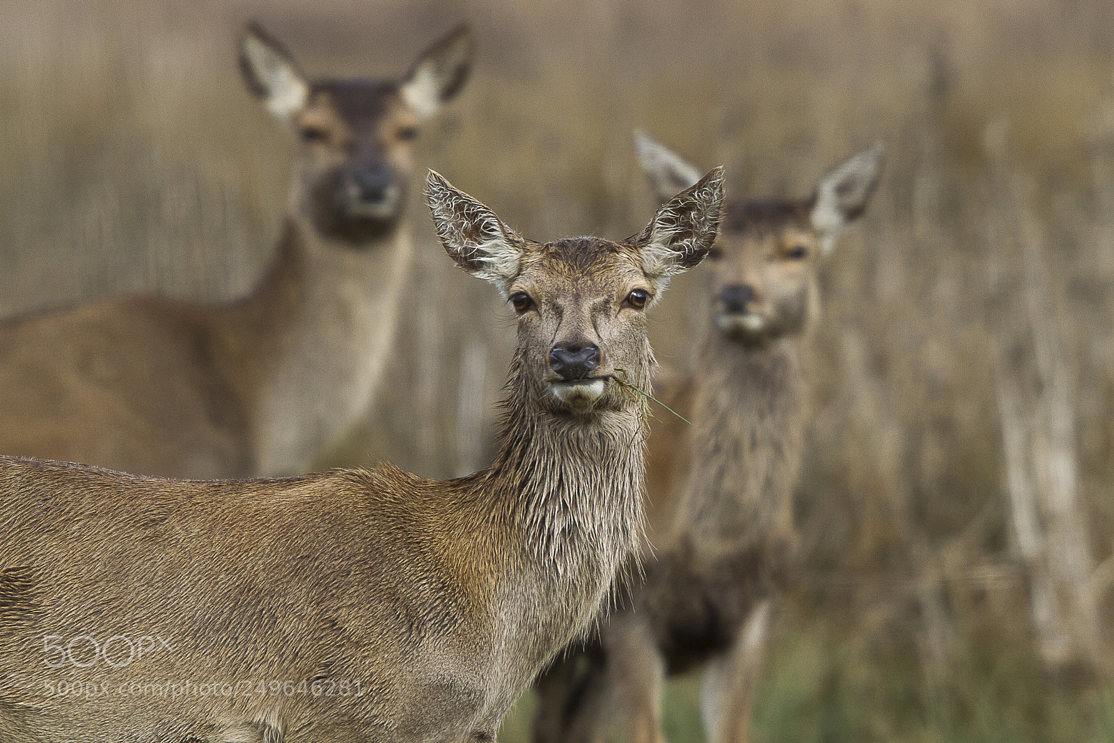 Canon EOS 7D sample photo. Quien eres? photography
