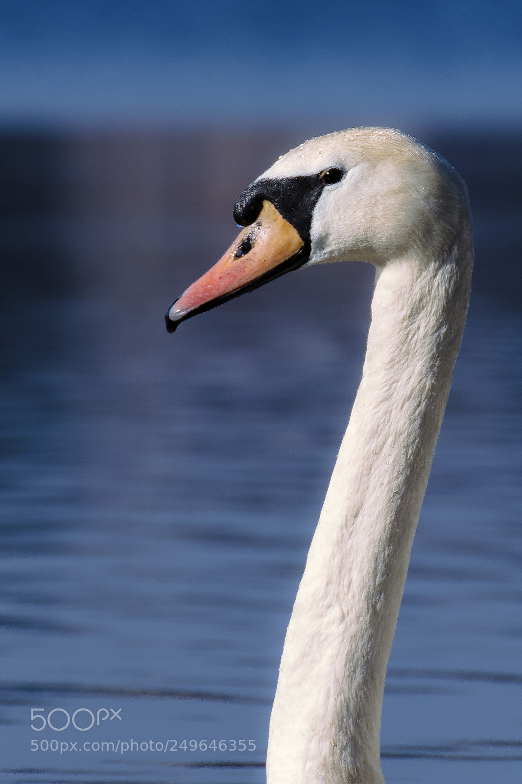Canon EOS 77D (EOS 9000D / EOS 770D) sample photo. Cygnus portrait photography
