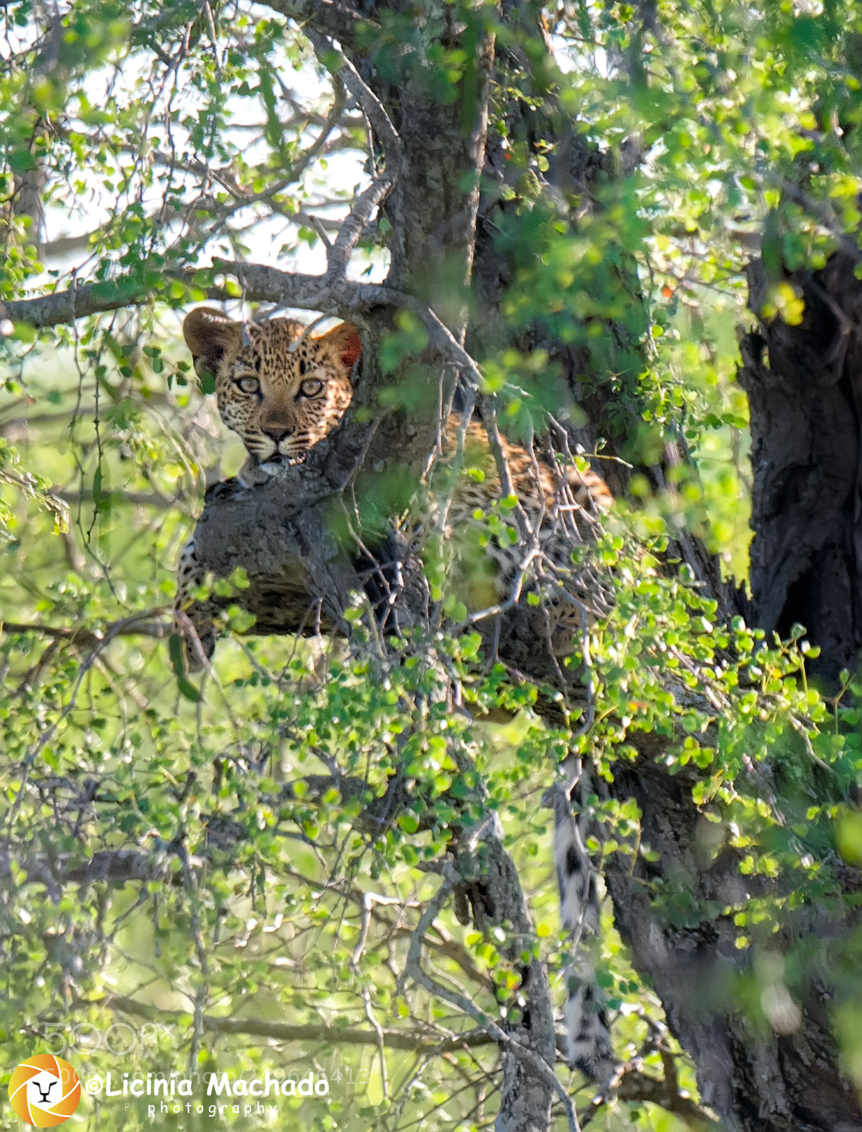 Nikon D3S sample photo. Leopard cub in a photography
