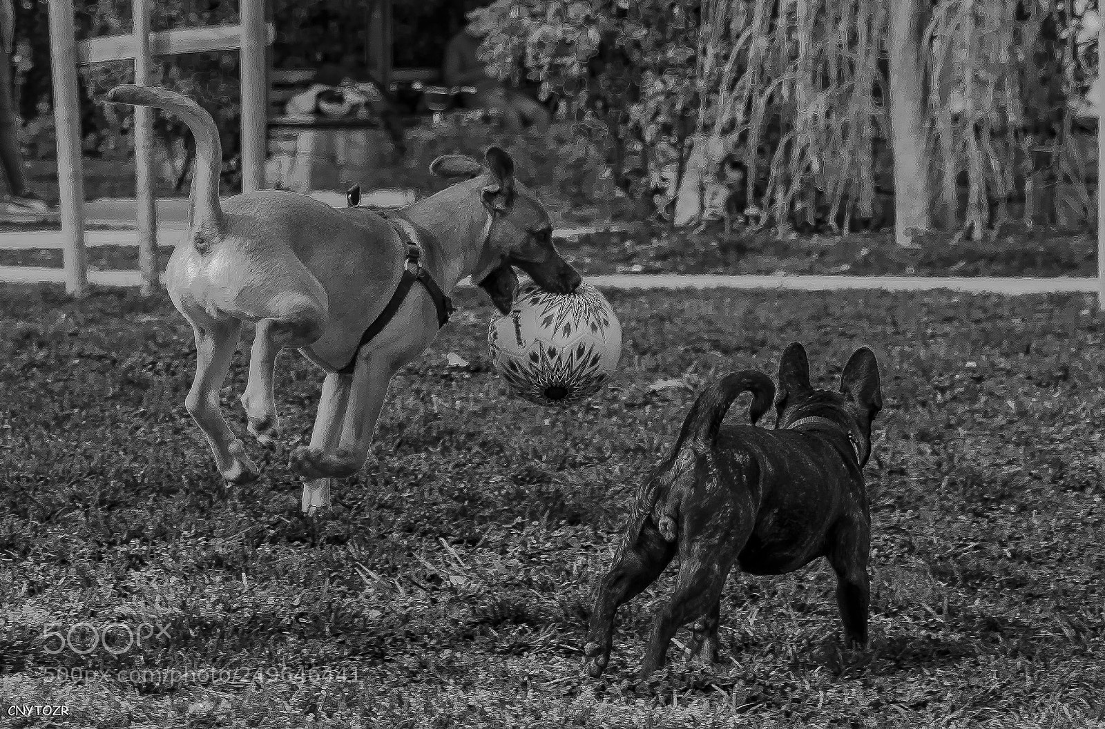 Canon EOS 800D (EOS Rebel T7i / EOS Kiss X9i) sample photo. Dogs photography